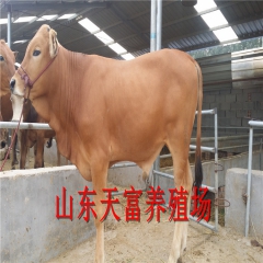 鲁西黄牛