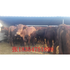 供应 各种优质肉牛 鲁西黄牛 好品种牛犊养殖基地