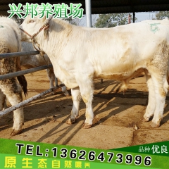 专业养殖 夏洛莱牛 肉牛  小牛犊 价格实惠 鲁西黄牛 种牛