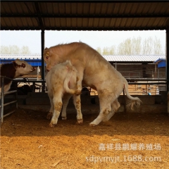 万头肉牛养殖基地 出售西门塔尔牛鲁西黄牛 利木赞牛 肉牛犊