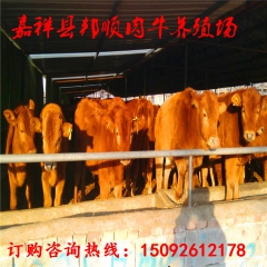 现货批发鲁西黄牛 小黄牛牛犊价格 鲁西黄牛肉牛养殖效益