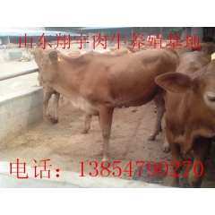 鲁西黄牛！育肥鲁西黄牛肉牛养殖/山东肉牛养殖场价格