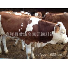 山西有没有大型肉牛养殖场 鲁西黄牛