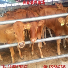 出售肉牛价格 肉牛养殖场 西门塔尔牛 鲁西黄牛