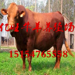 湖北最新肉牛新品种 利木赞牛 鲁西黄牛 西门塔尔牛