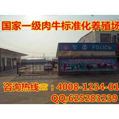 出售特级纯种肉牛鲁西黄牛 鲁西黄牛价格 杂交鲁西黄牛出售