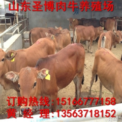 山东肉牛养殖场 黄牛牛犊 鲁西黄牛 鲁西黄牛养殖场