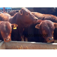 肉牛批发 鲁西黄牛多少钱一头 鲁西黄牛 改良长势最快