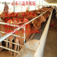 陕西省鲁西黄牛 鲁西黄牛养殖 鲁西黄牛价格 西门塔尔牛 夏洛...