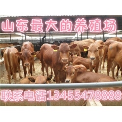 鲁西黄牛养殖场、夏洛莱牛价格鲁西黄牛、鲁西黄牛的价格