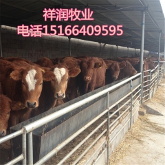 养殖鲁西黄牛赚钱吗 安徽鲁西黄牛价格 什么地方有鲁西黄牛