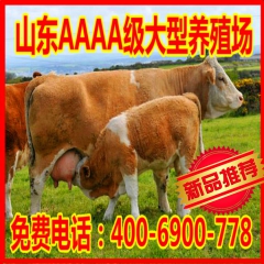 厂家直销鲁西黄牛 西门塔尔母牛价格 质优价廉