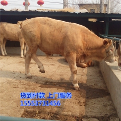 西门塔尔牛牛犊   利木赞品种效益怎么样  鲁西黄牛