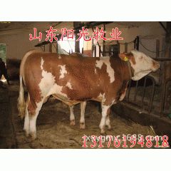 供应良种肉牛、鲁西黄牛、西门塔尔牛、利木赞牛销售