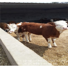 批发肉牛养殖场供应鲁西黄牛 利木赞牛 西门塔尔牛夏洛莱牛