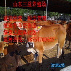 湖北省鲁西黄牛 鲁西黄牛养殖 鲁西黄牛价格 西门塔尔牛 夏洛...