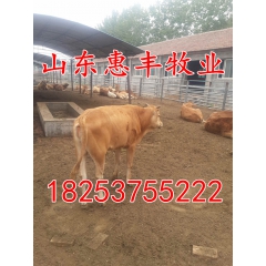 夏洛莱牛价格鲁西黄牛