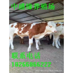 鲁西黄牛,西门塔尔牛,利木赞牛夏洛莱牛哪个更好