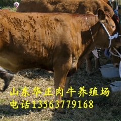 河北肉牛养殖场夏洛莱牛价格鲁西黄牛 鲁西黄牛品种 鲁西黄牛利...