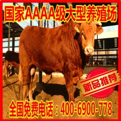 山东最新肉牛新品种 利木赞牛 鲁西黄牛 西门塔尔牛牛苗