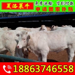 出售300斤之400斤的小公牛 鲁西黄牛 利木赞牛 西门塔尔...