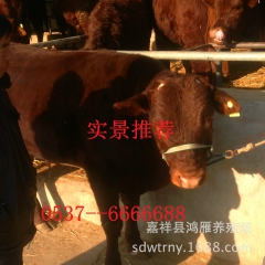 厂家热卖 优质鲁西黄牛 专业养殖基地【图】
