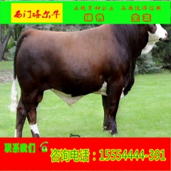 金牛牧业养殖场直销 西门塔尔牛  鲁西黄牛  西门塔尔牛牛犊