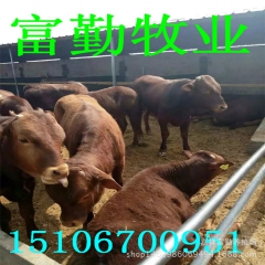 品种牛【标准】养殖基地出售纯利木赞牛 三元杂交牛 优质鲁西黄...