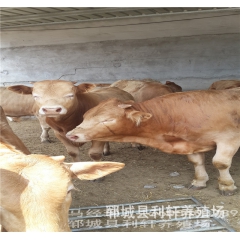 优质肉牛西门塔尔牛 鲁西黄牛 直销改良肉牛犊