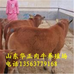湖南黄牛 娄底市黄牛养殖基地 湖南鲁西黄牛 怀化市鲁西黄牛价...