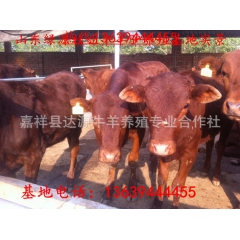 出售鲁西黄牛 西门塔尔 牛的价格