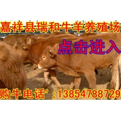 鲁西黄牛市场价格/鲁西黄牛批发基地/良种鲁西黄牛