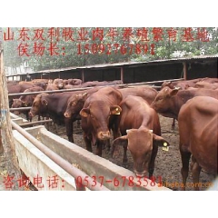 万头改良优质肉牛犊 育肥利木赞牛 夏洛莱牛 西门塔尔牛 鲁西...