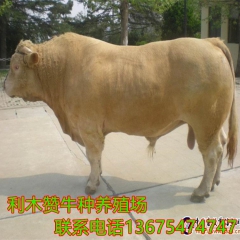 出售西门塔尔牛 利木赞牛 鲁西黄牛 秦川牛 量大优惠免费运