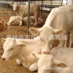 供应西门塔尔牛     夏洛莱牛   鲁西黄牛   利木赞牛...