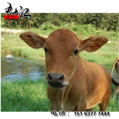 九江养殖场直销鲁西黄牛  鲁西黄牛牛犊价格