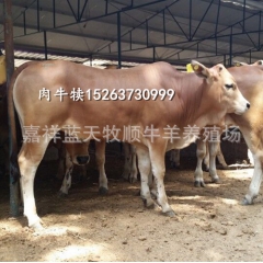 如何养殖鲁西黄牛！西门特尔牛长得快，肉牛犊一般吃什么饲料