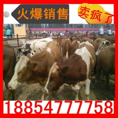 适合平原地区养殖的肉牛品种 纯种西门塔尔牛 鲁西黄牛 利木赞...