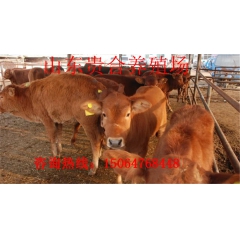 鲁西黄牛小肉牛 适合全国养殖的肉牛鲁西黄牛 黄牛价格
