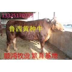 养殖利木赞牛技术/利木赞养殖基地市场/优惠多多欢迎采购！利木...