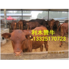 顺鸿厂直销利木赞肉牛 供应纯种利木赞 养殖肉牛犊 多少钱一头