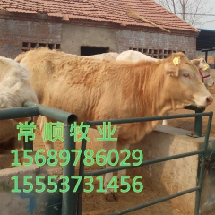 西门塔尔牛价格 、夏洛莱牛多少钱 利木赞  鲁西黄牛  肉牛