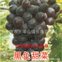 大量批发 黑色甜菜 厂家直供 欢迎团购批发 【图】