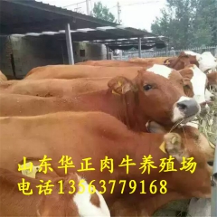 利木赞 鲁西小黄牛多少钱一头 利木赞牛小牛价格