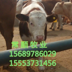 张楼有售 夏洛莱  利木赞   牛鲁西黄牛  改良肉牛犊、育...