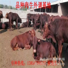 低价出售、利木赞、肉牛、牛犊、欢迎选购
