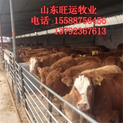 利木赞 价格肉牛养请选肉牛西门塔尔 夏洛莱肉牛 鲁西黄肉牛犊