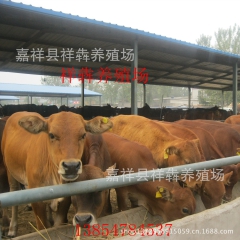 低价销售优质鲁西黄牛 西门塔尔 利木赞 牛犊种牛
