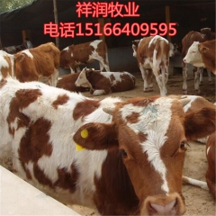 大型养殖场出售西门塔尔架子牛 夏洛莱肉牛犊 利木赞 鲁西黄牛