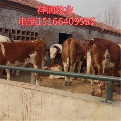 养牛的利润与风险和成本 哪个品种牛好养殖 利木赞 夏洛莱 西...